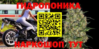 крисы Шахты